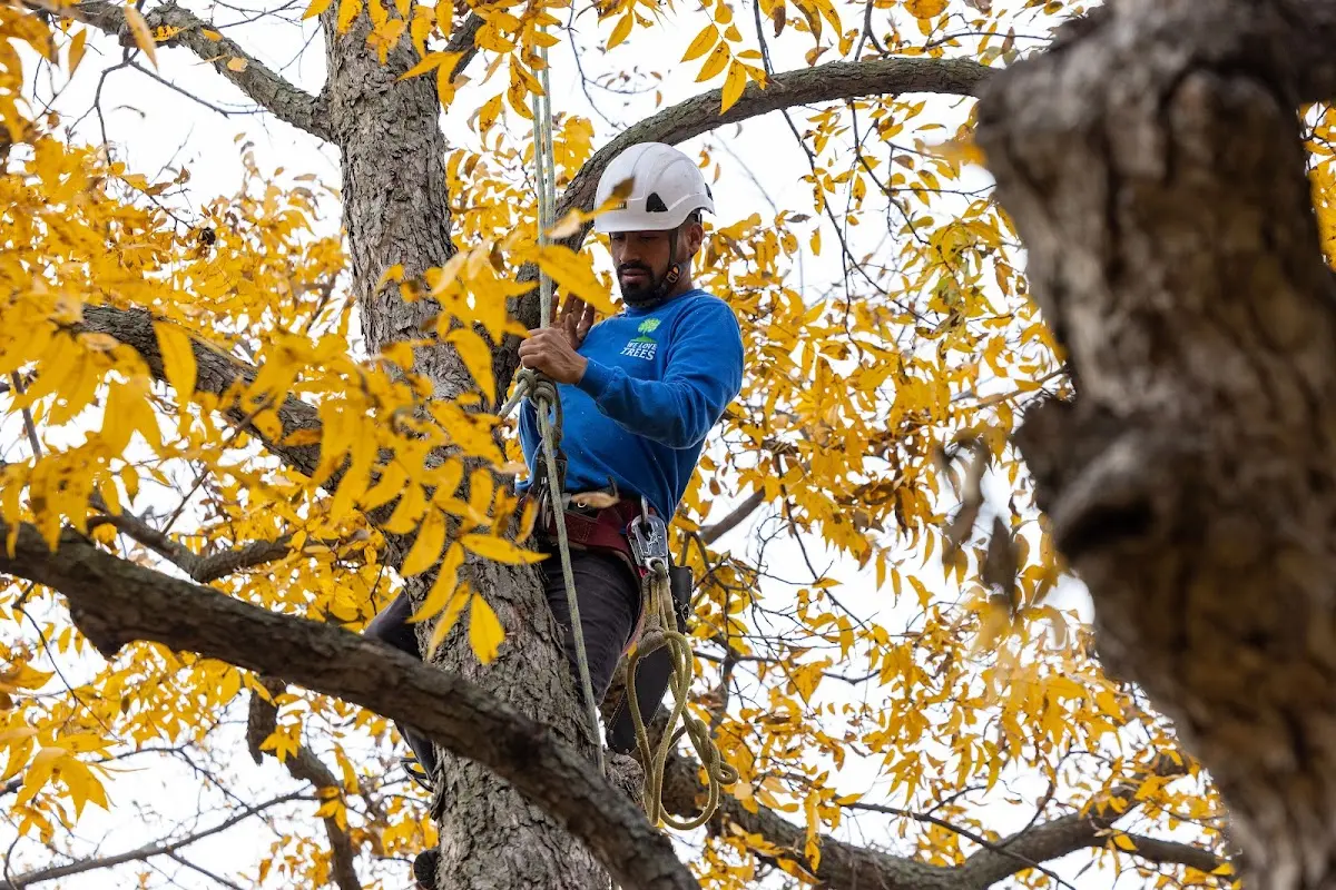 Skilled Emergency Tree Service crew working in Oran